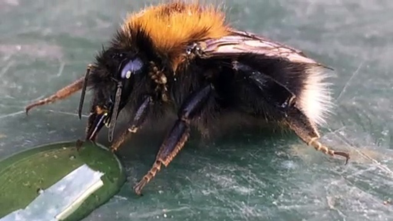A Little Bumble Bee