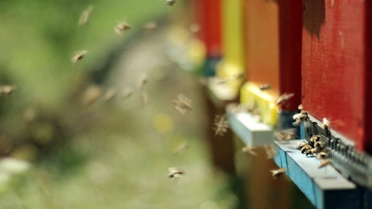Bees Entering the Hive