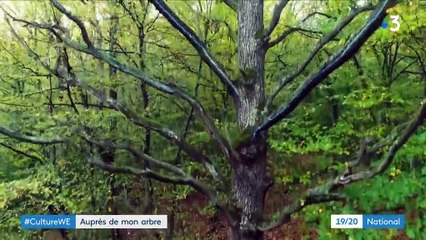 Exposition : "Nous, les arbres" attire de nombreux curieux