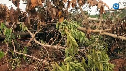 Kakaonun Geleceği Tehlikede mi?