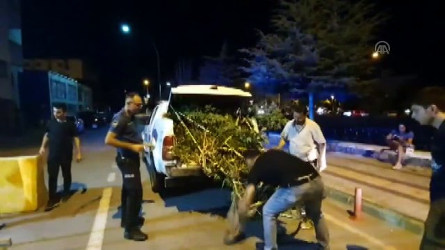 Bursa'da uyuşturucu operasyonu - 38 kök Hint keneviri ele geçirildi - BURSA