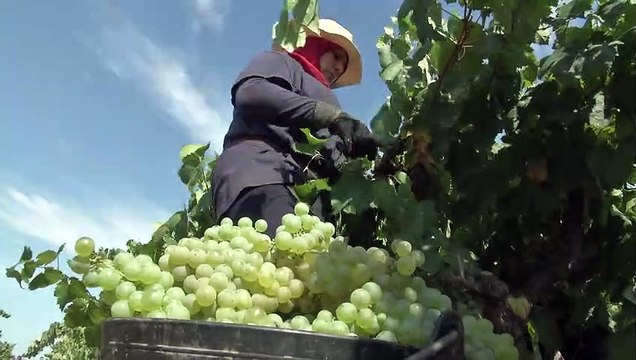 La DO Cava apuesta por la sostenibilidad y la innovación