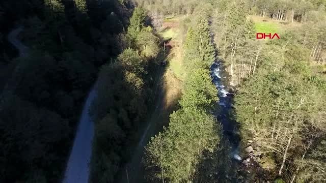 Rize dev kabuk böceğinin istila ettiği ladin ormanlarına 'terminatör böcek'-3