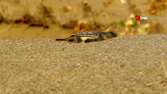 Gelin ve damat nikah şekeri yerine fidan dağıttı