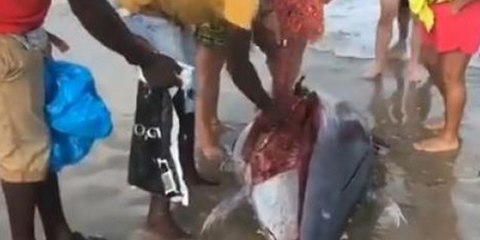 Encuentran a este atún varado en La Manga y en vez de salvarlo, lo cortan en filetes para llevárselo