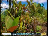 الفيلم الوثائقي جزر السيشل حلقة بعنوان:- نباتات الإبريق والحفارون العميان بدون موسيقى تم التسجيل بواسطة قناةAbofisl111 على اليوتيوب+الديليموشن