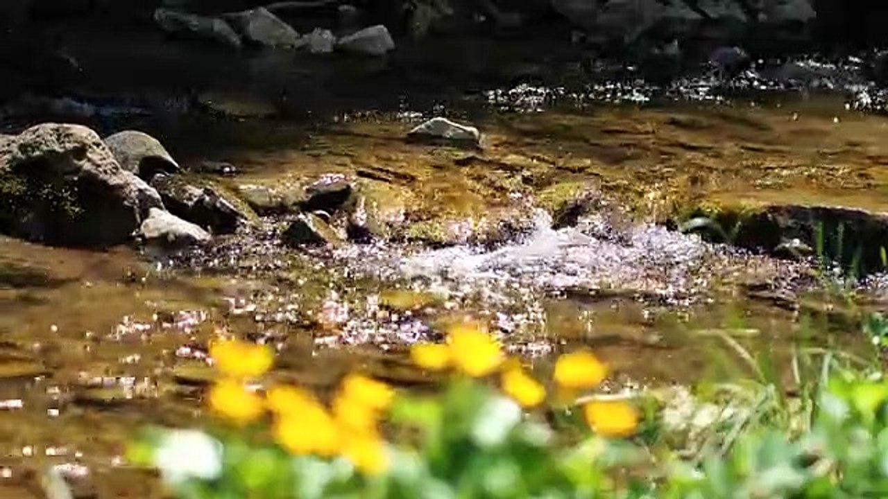 Water Bach Watercourse - Free video on Pixabay-Water