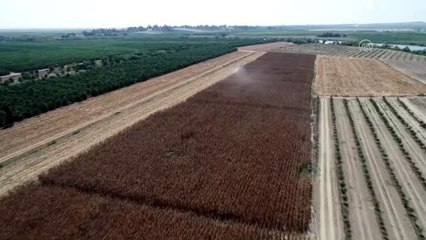 Çukurova çiftçisinin yüzünü mısır fiyatları güldürdü