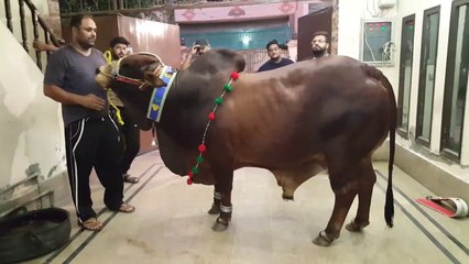 Bhai ki Choice Mashaa Allah Bohat Khubsoorat Janwar - Sahiwal Cow Bull Qurbani