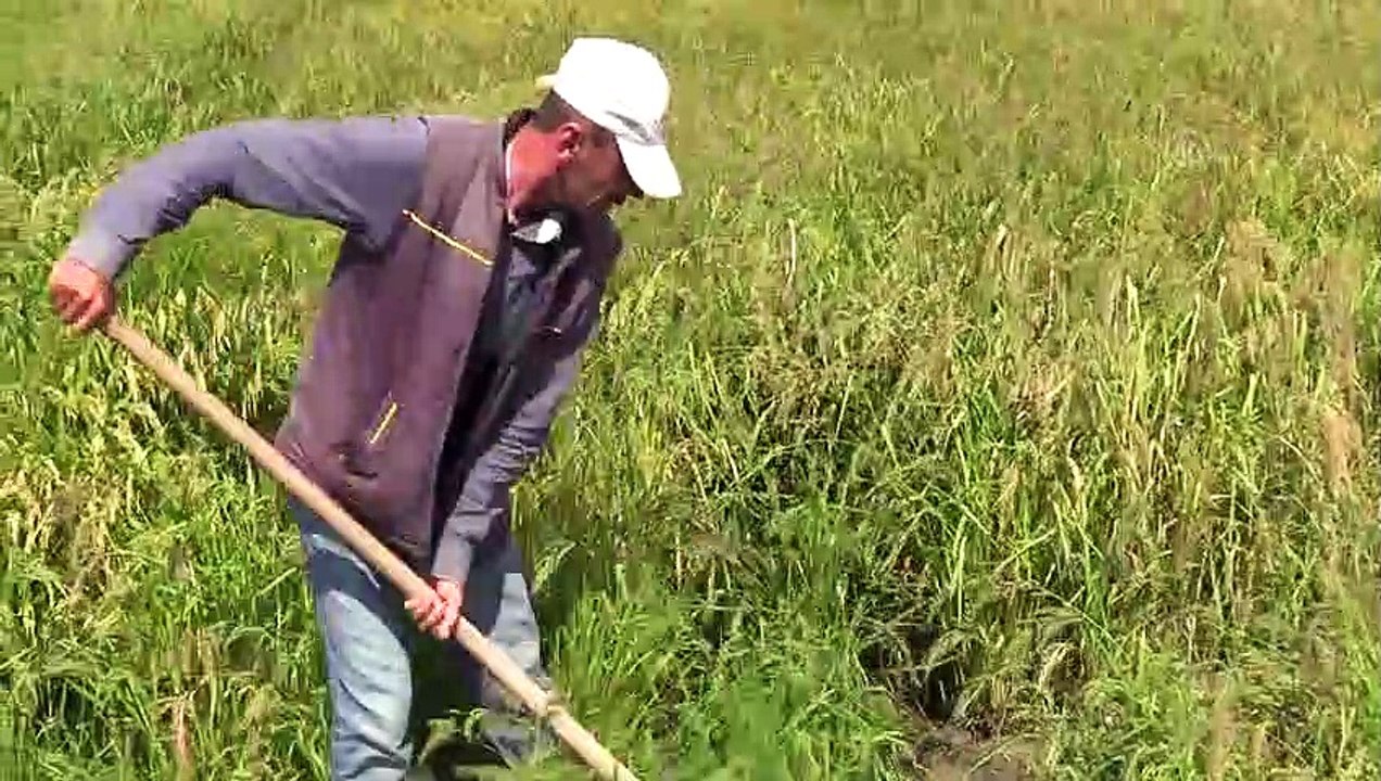 'Çeltik bekçileri' nöbette - EDİRNE