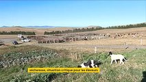 Cantal les éleveur
