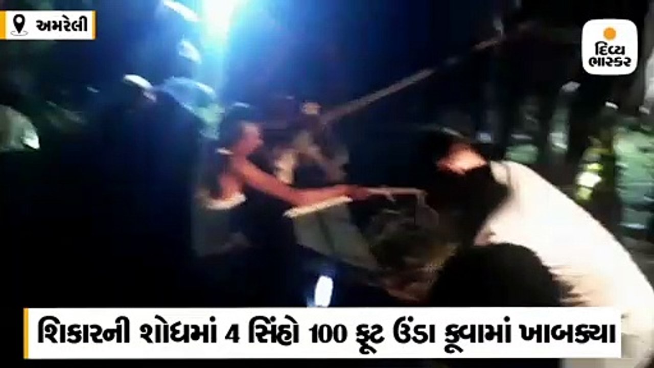 શિકારની શોધમાં 4 સિંહો 100 ફૂટ ઉંડા કૂવામાં ખાબ...