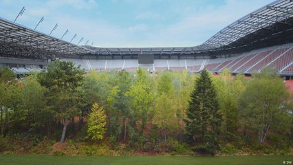 الفن من أجل حماية الغابات