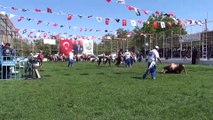 Malkara Yağlı Güreşleri'nin başpehlivanı Serhat Gökmen oldu - TEKİRDAĞ