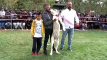 Konya'da çoban köpekleri yarıştı