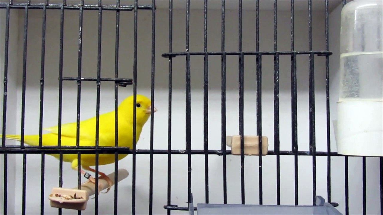 Cage de préparation