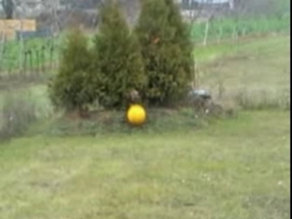 Treibball - Jump&ruN