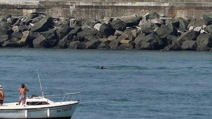 Des dauphins à l'entrée du port de Bayonne dimanche après midi