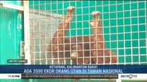 Karhutla Ancam Habitat Oran Utan di Ketapang