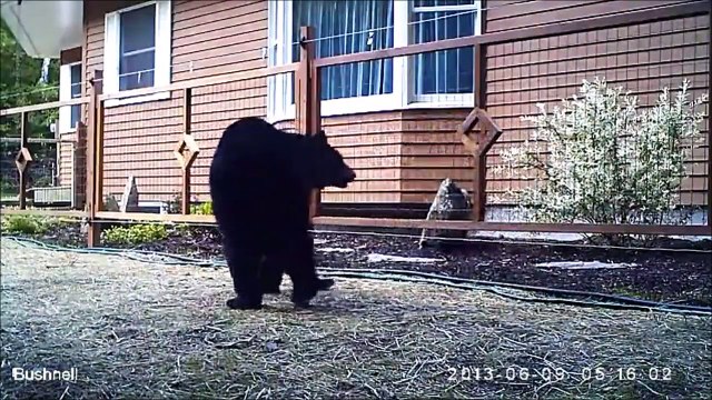 Ce gros ours brun découvre ce qu'est une cloture électrique
