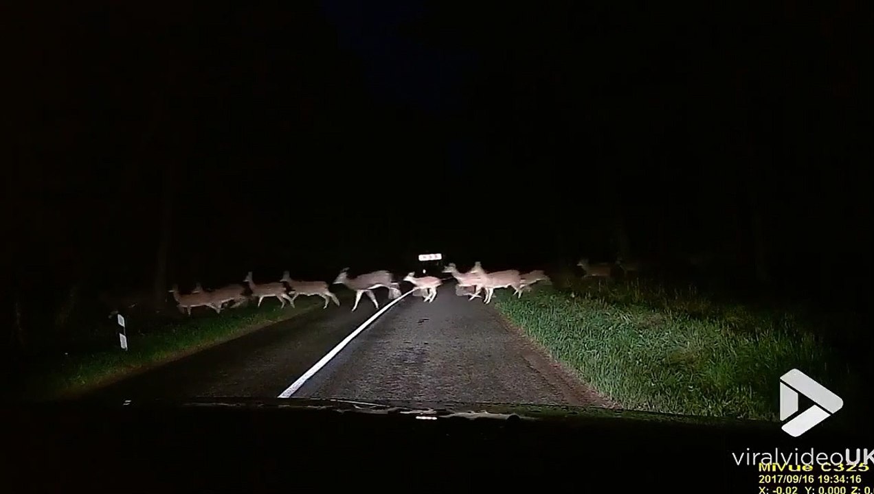 Quand des centaines de biches traversent la route
