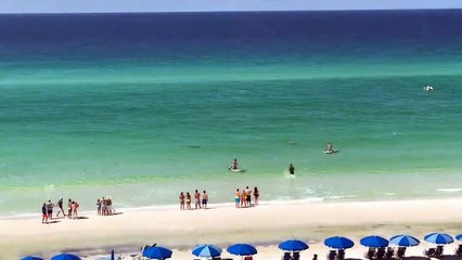Un requin s'approche dangereusement d'une fille en bord de plage - Destin, Fl