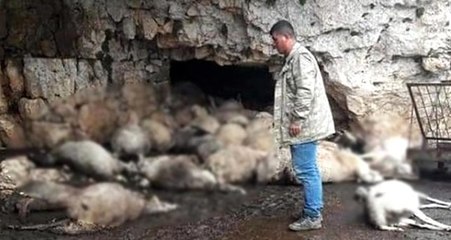 Sürüye düşen yıldırım, 60 koyunu telef etti