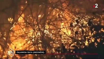 Incendies : l'Indonésie suffoque