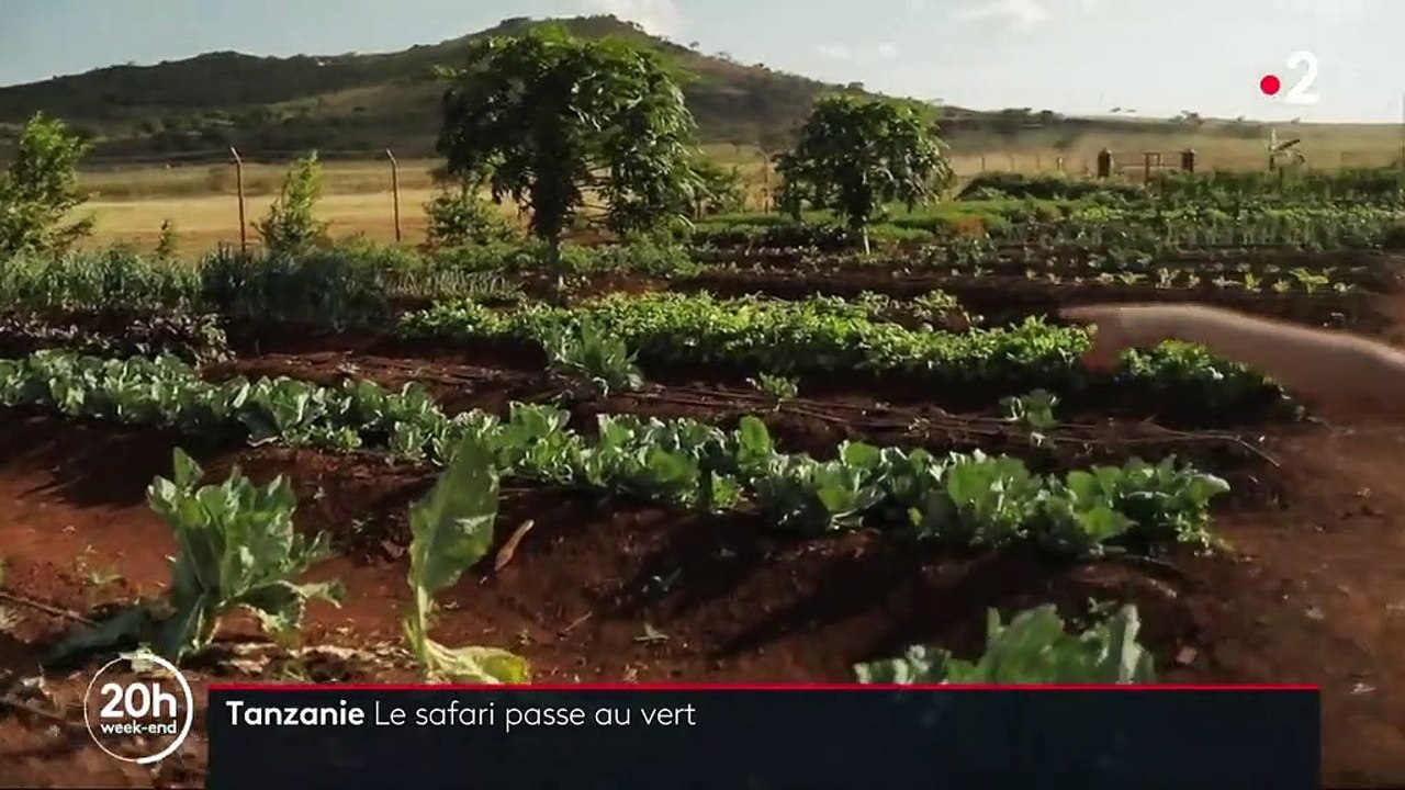 Tourisme : un safari éco-responsable en Tanzanie