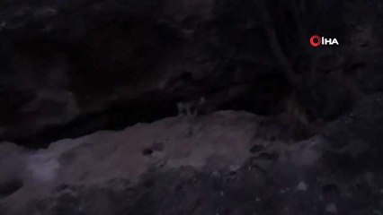 Kayalıklardan düşüp yaralanan yavru kediyi piknikçiler kurtardı