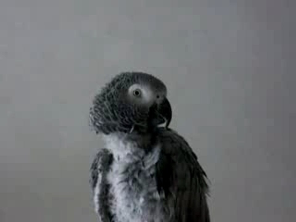 4 février 2008 vidéo 003