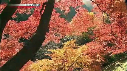 Japanology Plus - Mt. Takao