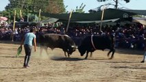 Muğla'da Boğa Güreşi Festivali yapıldı