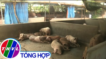 THVL | Hèm rượu không chữa được bệnh dịch tả heo châu Phi