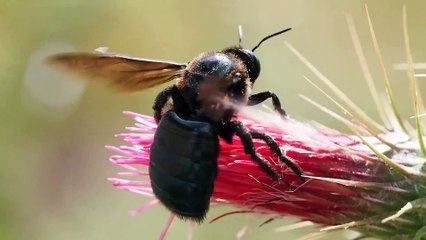 Carpenter Bee On A Flower