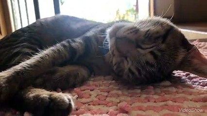 [動物[動物]めっちゃかわいいねんけど♡