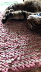 [いやし[癒し動画]very cut cat ♡