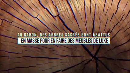 Au Gabon, des arbres sacrés sont abattus  en masse pour en faire des meubles de luxe