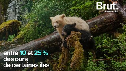 Les ours Kermode, ces ours noirs… au pelage blanc