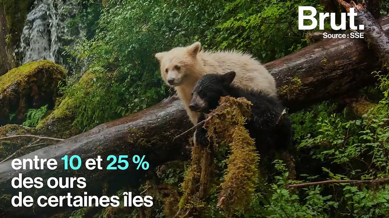 Les ours Kermode, ces ours noirs… au pelage blanc