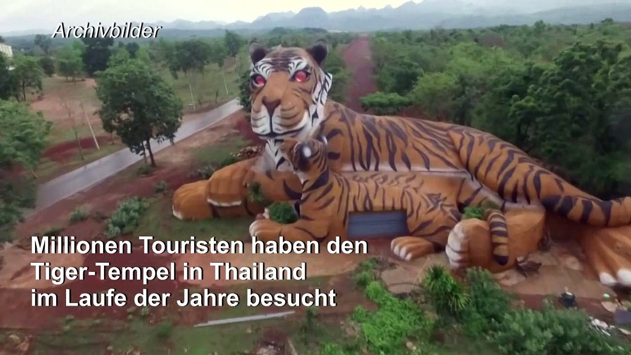 Dutzende aus Tempel gerettete Tiger sind tot