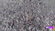 1000000 Catfish feeding Dashi Magur fish How to start fish farming Business