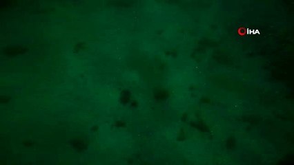 (İSTANBUL - ÖZEL)Marmara Denizi'nin derinliklerinde yaşayan Vatozlar böyle görüntülendi