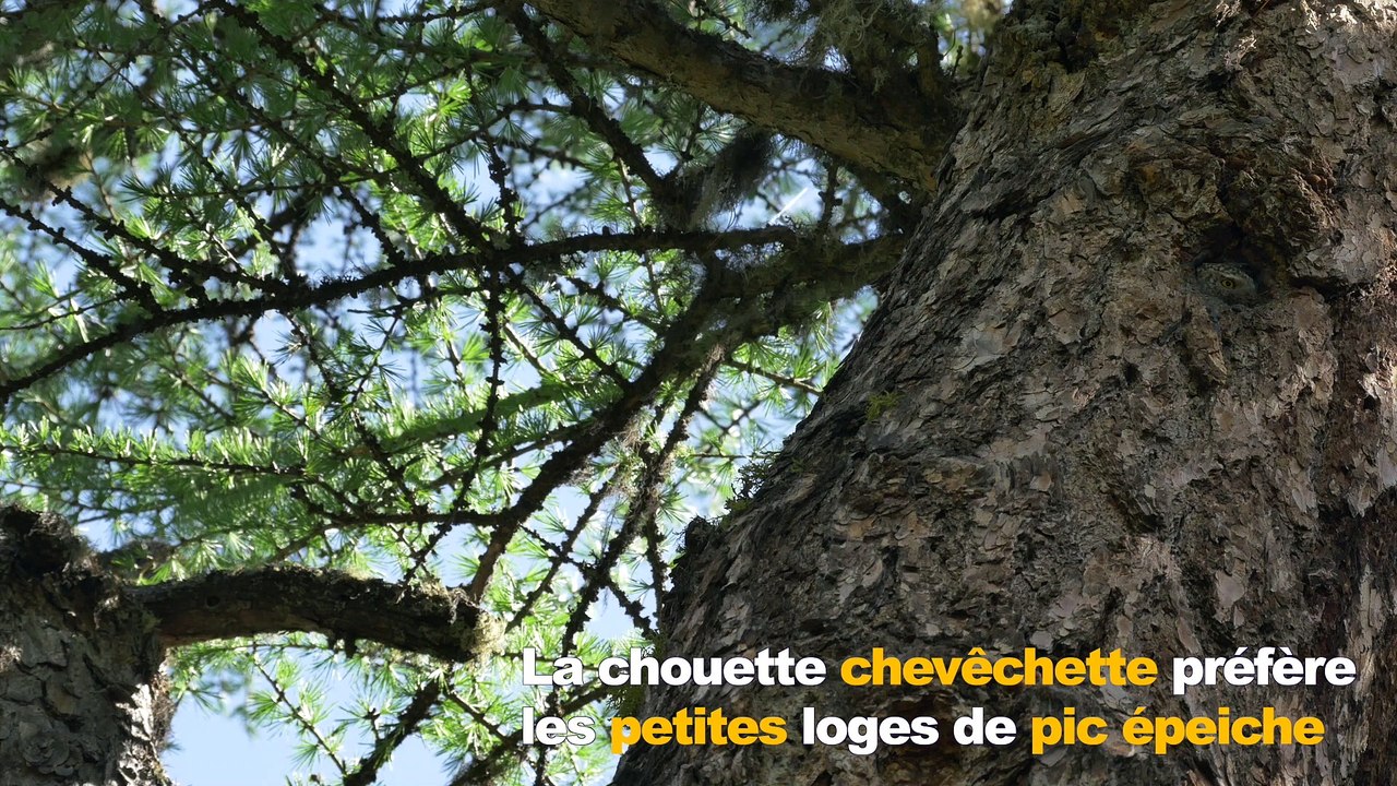 Secrets de nature : le mélézin, forêt de lumière