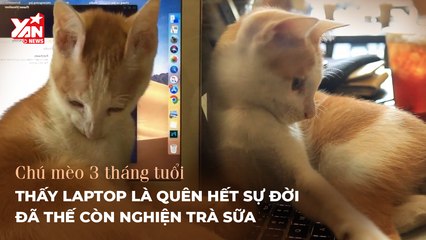 'CHÚ MÈO CÔNG NGHỆ'' NGHIỆN LAPTOP VÀ TRÀ SỮA-YANNEWS