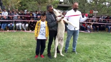 420 Çoban Köpeği Dereceye Girmek İçin Yarıştı