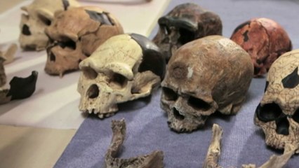 Science - Décoder les dessins de la préhistoire