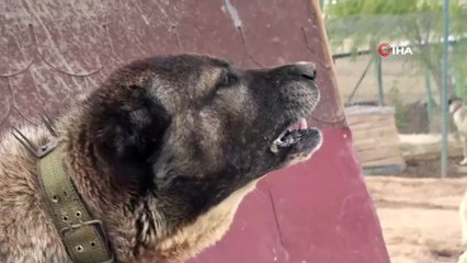 Kangallar teröristlere geçit vermeyecek