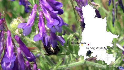 L'Hirondelle aux champs - Présentation de l'association