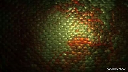 อนาคอนดายักษ์ 7 เมตร จ๊ะเอ๋นักดำน้ำ แลบลิ้นทักทาย(ชมคลิป)